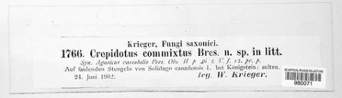 Crepidotus epibryus image